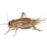 crickett
