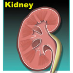 Kidney photo
