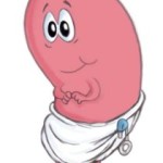 kidney toon