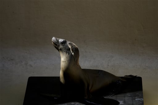 Starving Sea Lions